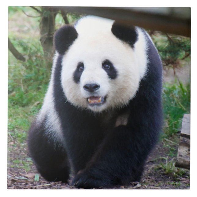 Panda_20190301_by_JAMFoto Fliese (Vorderseite)