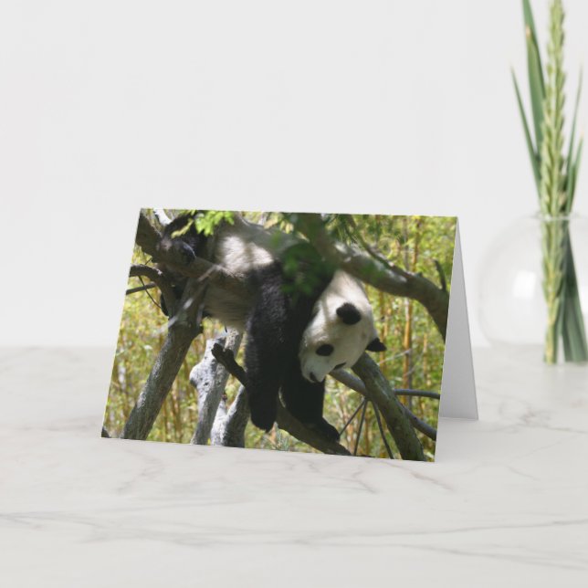 Panda #4 karte (Vorderseite)