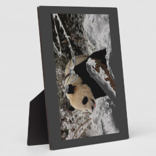 Panda-Bär Fotoplatte