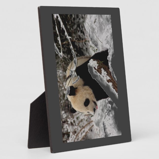 Panda-Bär Fotoplatte (Seite)