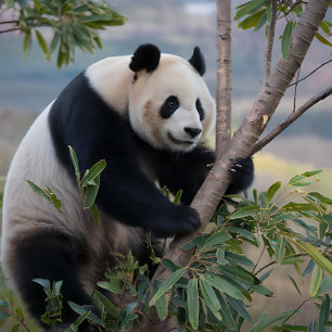 Panda Bär in einem Baum