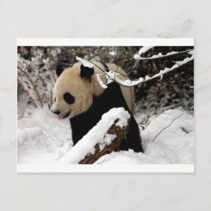 Panda Bär Postkarte