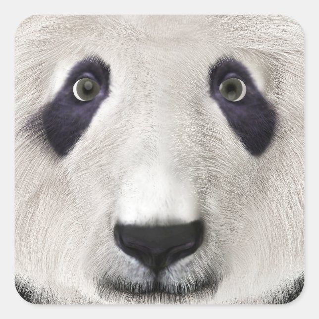 Panda Bär Quadratischer Aufkleber (Vorderseite)