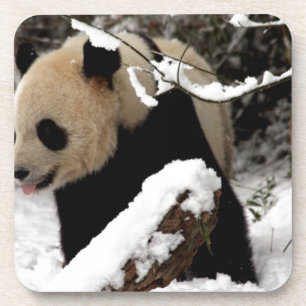 Panda-Bär Untersetzer