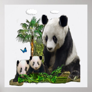 Panda Bären-Designs Poster