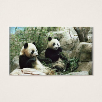 Panda Bären essen und spielen