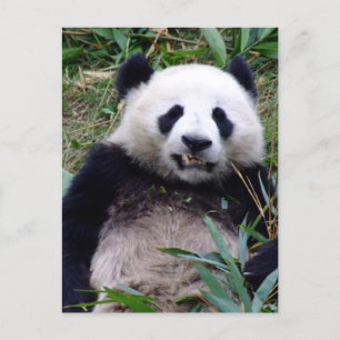 Panda Bärengrinsen, Tiere, China Postkarte