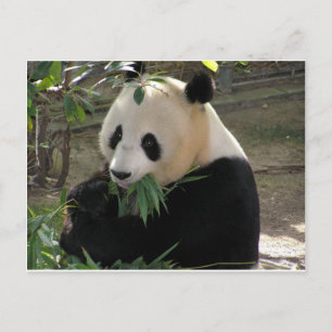 Panda-Bärenumarmungen Postkarte