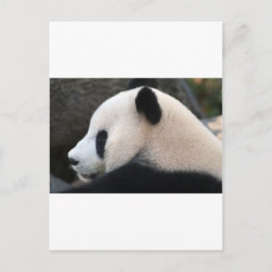 Panda-Bärenumarmungen Postkarte