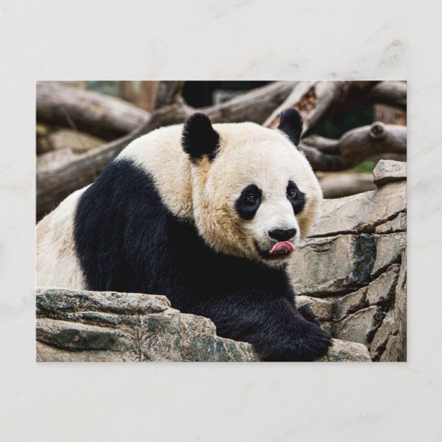 Panda Bear auf den Felsen Postkarte (Vorderseite)