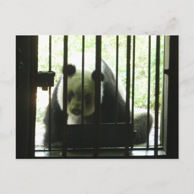 Panda Bear Behind Bars Postkarte (Vorderseite)