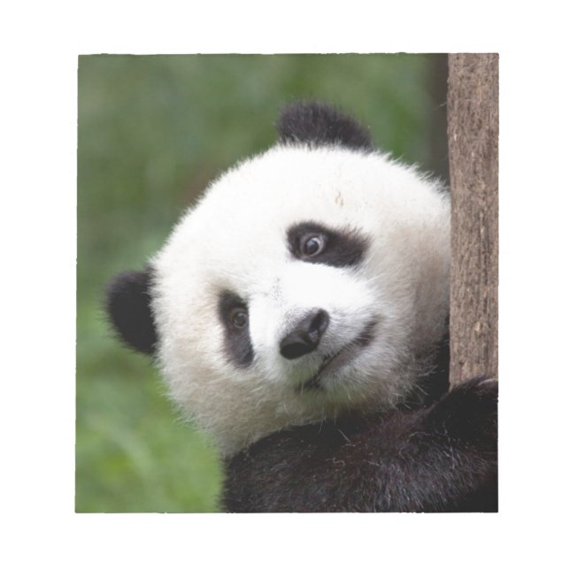 Panda Bear Cub Notizblock (Vorderseite)