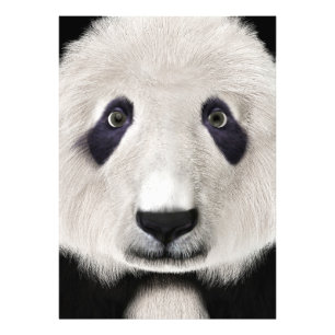 Panda Bear Fotodruck