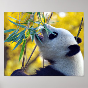 Panda Bear frisst Bamboo Poster