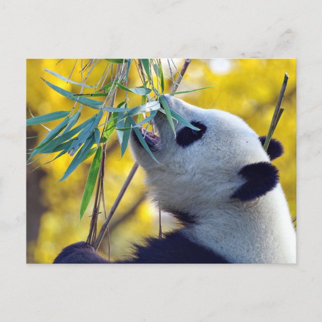 Panda Bear frisst Bamboo Postkarte (Vorderseite)
