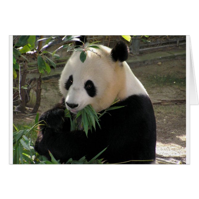 Panda Bear Hugs (Devant horizontal)