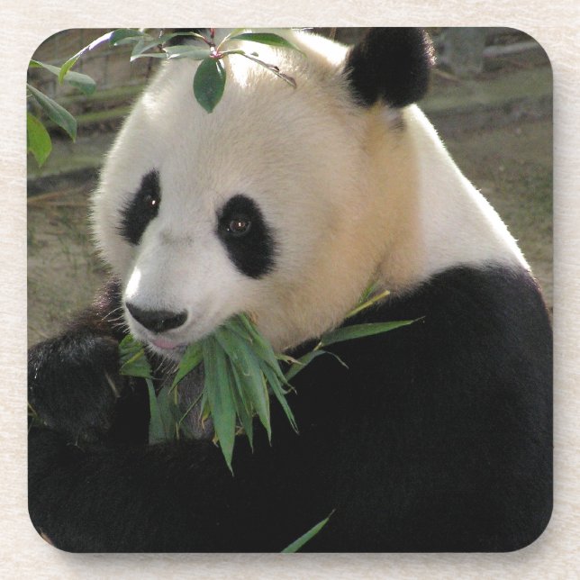 Panda Bear Hugs Getränkeuntersetzer (Vorderseite)