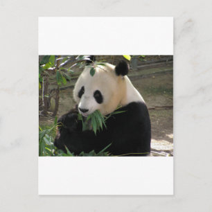 Panda Bear Hugs Postkarte