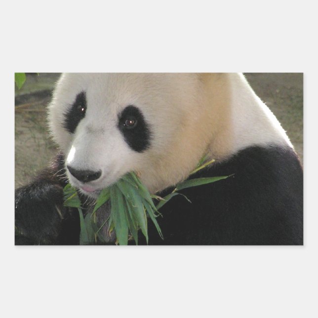 Panda Bear Hugs Rechteckiger Aufkleber (Vorderseite)