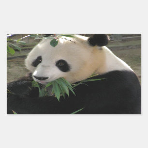 Panda Bear Hugs Rechteckiger Aufkleber
