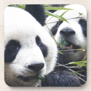 Panda Bear Hugs Untersetzer