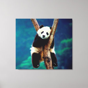 Panda Bear Leinwanddruck