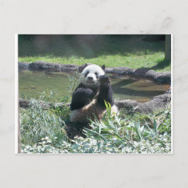 Panda Bear Memphis Zoo Postcard Postkarte