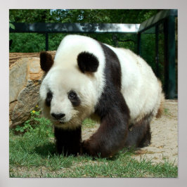 Panda Bear Poster
