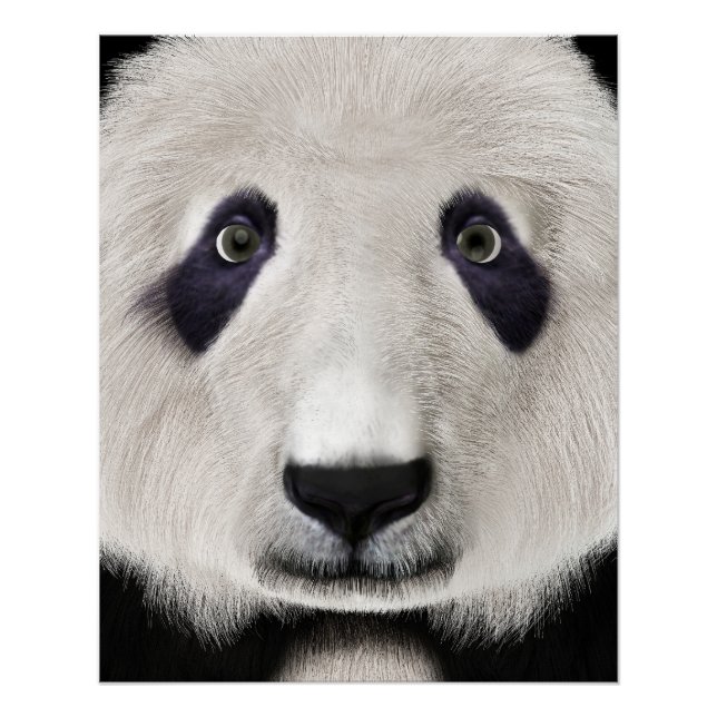 Panda Bear Poster (Vorderseite)