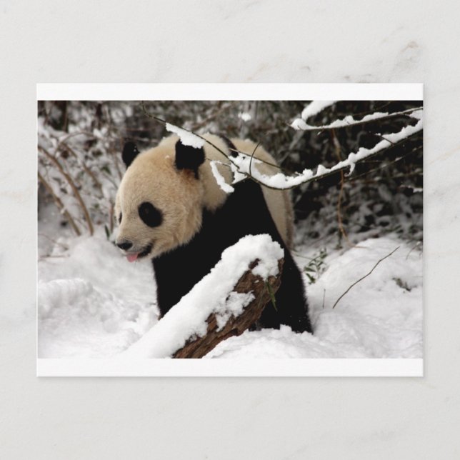 Panda Bear Postkarte (Vorderseite)