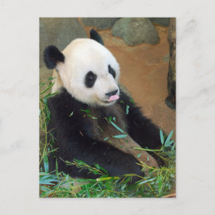 Panda Bear Postkarte