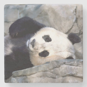 Panda Bear Steinuntersetzer