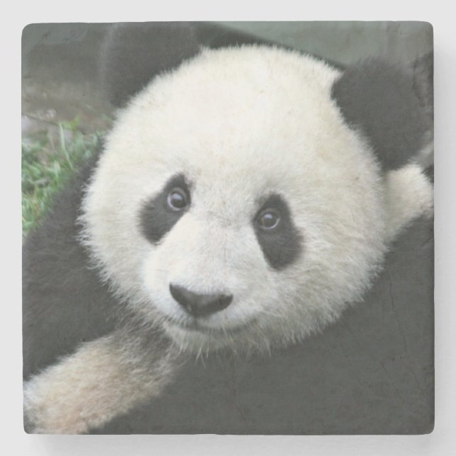 Panda Bear Steinuntersetzer (Vorderseite)