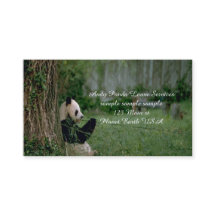 Panda Bear