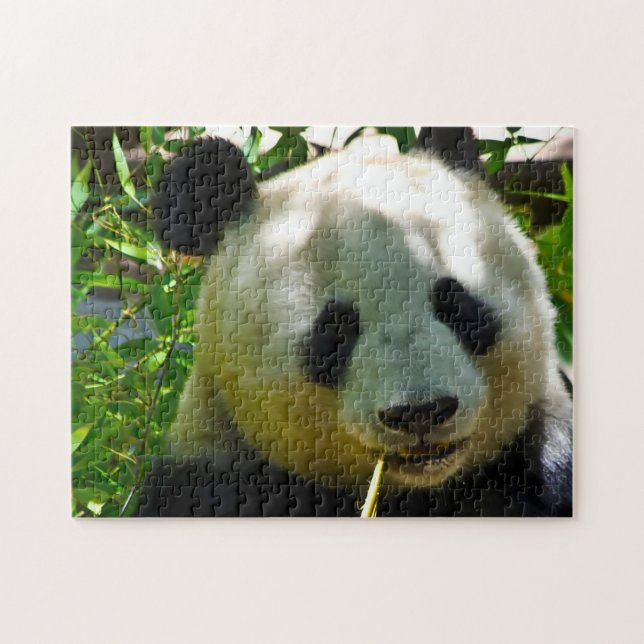 Panda Bears. (Horizontal)