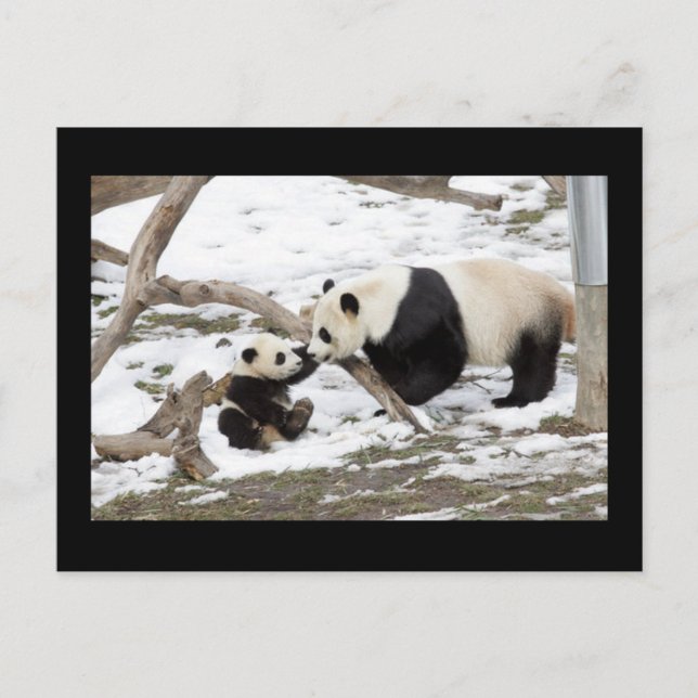 Panda Bears Postkarte (Vorderseite)