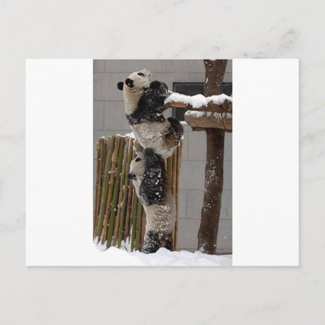 Panda Boost Postkarte (Vorderseite)
