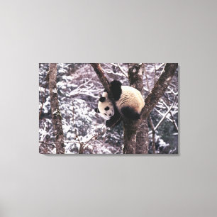Panda cub, der auf schneebedeckten Baum spielt, Leinwanddruck