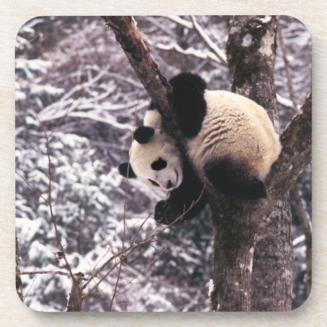 Panda cub, der auf schneebedeckten Baum spielt, Untersetzer (Vorderseite)