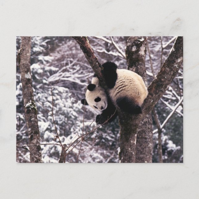Panda cub playing on tree covered with snow, postkarte (Vorderseite)