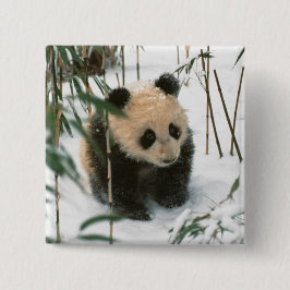 Panda cube on snow, Wolong, Sichuan, China Button