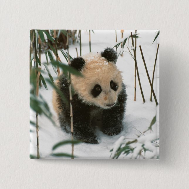 Panda cube on snow, Wolong, Sichuan, China Button (Vorderseite)