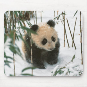 Panda cube on snow, Wolong, Sichuan, China Mousepad