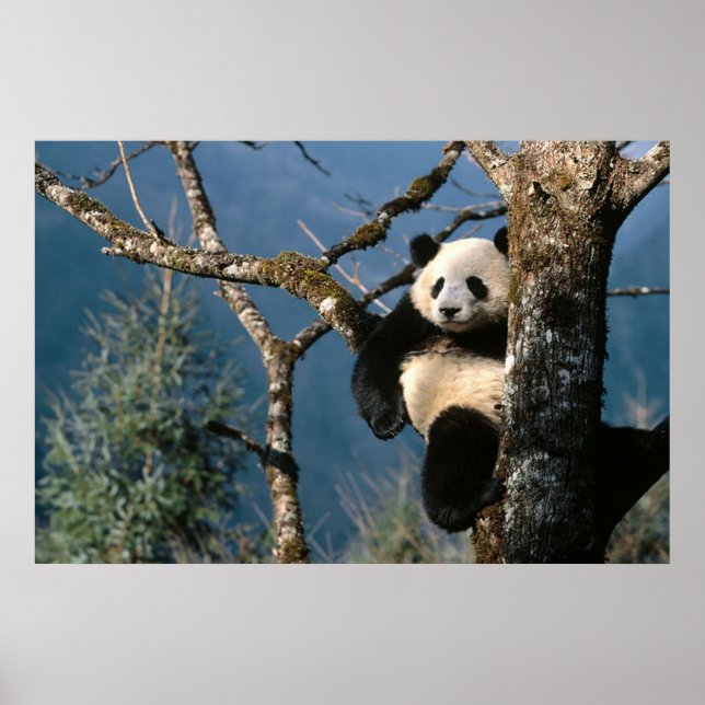 Panda dans un arbre poster 3 (Devant)
