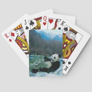 Panda, der Bambus am Flussufer frisst, Wolong, 2 Spielkarten