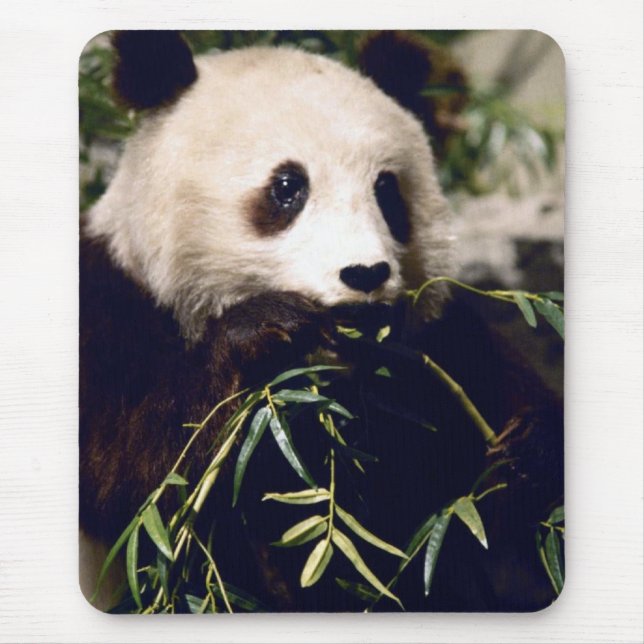Panda, der ein Stückchen des Mittagessens hat.  Mousepad (Vorne)