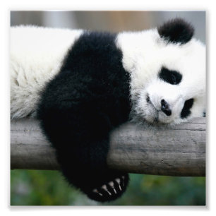 Panda, der Posten umarmt Fotodruck