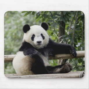 Panda-Erholungszeit-Mauspad Mousepad