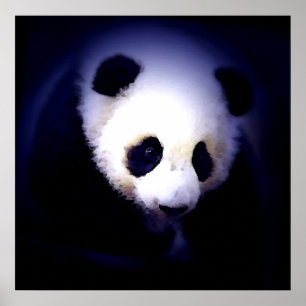 Panda Face Poster - Panda Posters Prints
