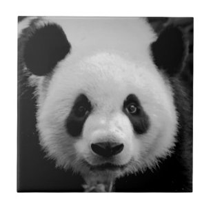 Panda Fliese